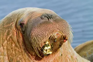 Walruses: Walrus