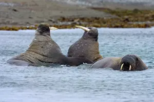 Waist: Walrus