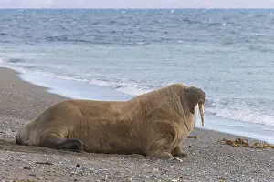 240118: Walrus - adult male at the beach - Svalbard, Norway