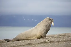 240118: Walrus - adult male at the beach - Svalbard, Norway