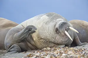 240118: Walrus - adult male at the beach - Svalbard, Norway