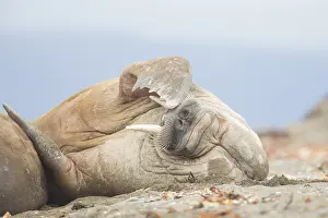 240118: Walrus - adult male at the beach - Svalbard, Norway