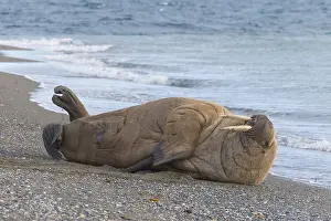 240118: Walrus - adult male at the beach - Svalbard, Norway