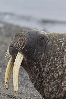 Odobenus: Walrus - adult male portait - Svalbard, Norway