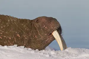 240118: Walrus - adult male portrait - Svalbard, Norway