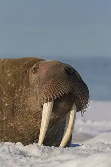 240118: Walrus - adult male portrait - Svalbard, Norway