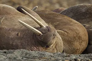 240118: Walrus - adult male portrait - Svalbard, Norway