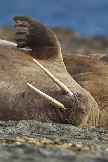 240118: Walrus - adult male portrait - Svalbard, Norway
