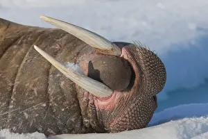 240118: Walrus - adult male portrait - Svalbard, Norway