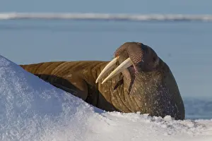 240118: Walrus - adult male resting on ice floe - Svalbard, Norway