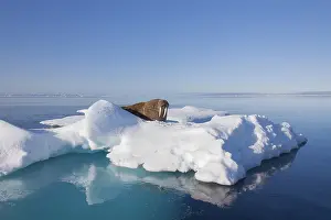 240118: Walrus - adult male resting on ice floe - Svalbard, Norway