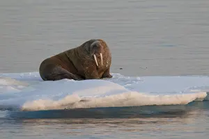 Odobenus: Walrus - adult male resting on ice floe - Svalbard