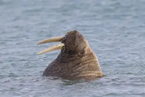 240118: Walrus - adult male - Svalbard, Norway