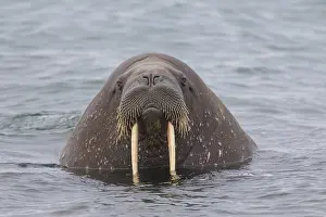 240118: Walrus - adult male - Svalbard, Norway