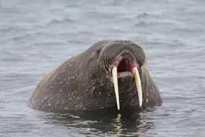 240118: Walrus - adult male - Svalbard, Norway
