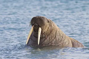 240118: Walrus - adult male - Svalbard, Norway