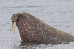 Odobenus: Walrus - adult male - Svalbard, Norway