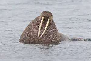 Odobenus: Walrus - adult male - Svalbard, Norway