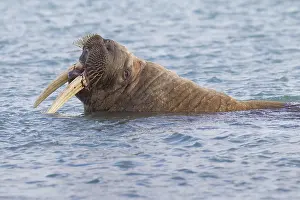 Odobenus: Walrus - adult male - Svalbard, Norway