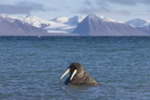 Odobenus: Walrus - adult male - Svalbard, Norway