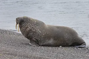 Odobenus: Walrus - adult male - Svalbard, Norway