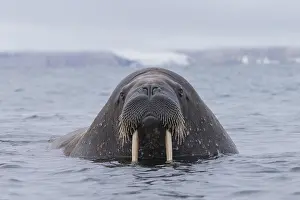 Odobenus: Walrus - adult male - Svalbard, Norway