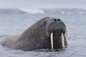 Odobenus: Walrus - adult male - Svalbard, Norway