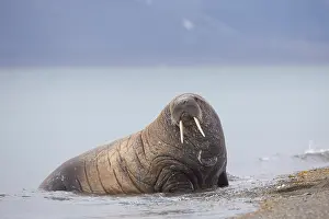 Odobenus: Walrus - adult male - Svalbard, Norway