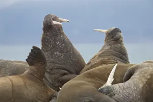 Odobenus: Walrus - adult males resting at the beach - Svalbard