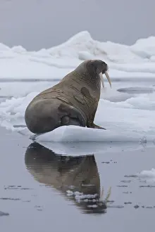 Odobenus: Walrus - adult resting on ice - Spetsbergen, Norway