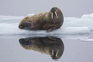 Odobenus: Walrus - adult resting on ice - Spetsbergen, Norway