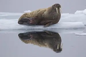 Odobenus: Walrus - adult resting on ice - Spetsbergen, Norway