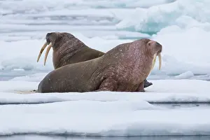 Odobenus: Walrus - two adults resting on ice - Svalbard, Norway