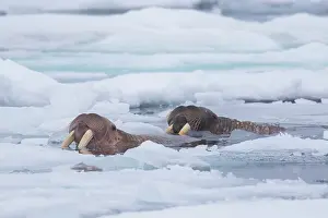 Odobenus: Walrus - two adults swimming - Svalbard, Norway