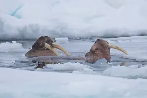 Odobenus: Walrus - two adults swimming - Svalbard, Norway