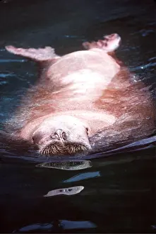 Walrus: WALRUS - albino