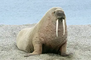 Walruses: Walrus - on beach (background of image manipulated )
