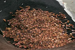 Peninsulas: Walrus - bulls hauled out along the Alaska Peninsula's