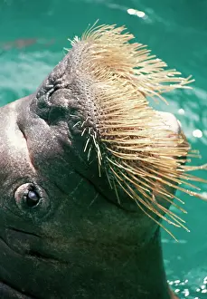 Nose: Walrus - close-up of whiskers