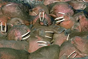 Bering: Walrus - colony