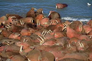 Bering: Walrus - colony