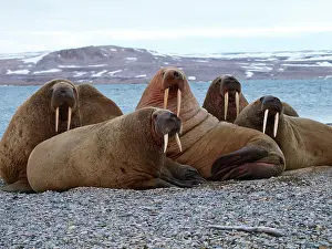 Walruses: Walrus - group