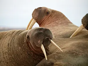 Walruses: Walrus - group