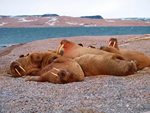 Walruses: Walrus - group