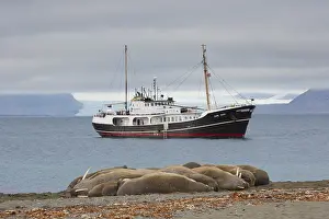 Ships: Walrus - group resting on beach with ship in the