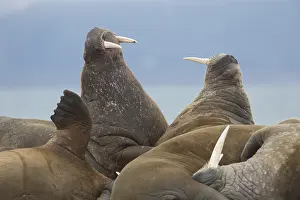 Odobenus: Walrus - group resting at the beach - Svalbard