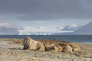 240118: Walrus - group resting at the beach - Svalbard, Norway