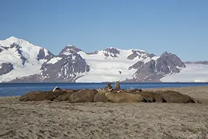 240118: Walrus - group resting at the beach - Svalbard, Norway