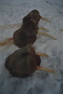 Killed: Walrus Heads (Killed for Ivory)