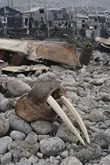 Killed: Walrus Killed for Ivory